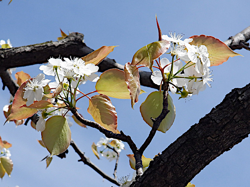 Pyrus pyrifolia