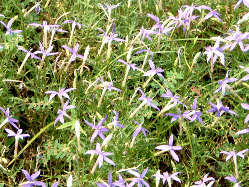 イソトマ Isotoma Axillaris かぎけん花図鑑