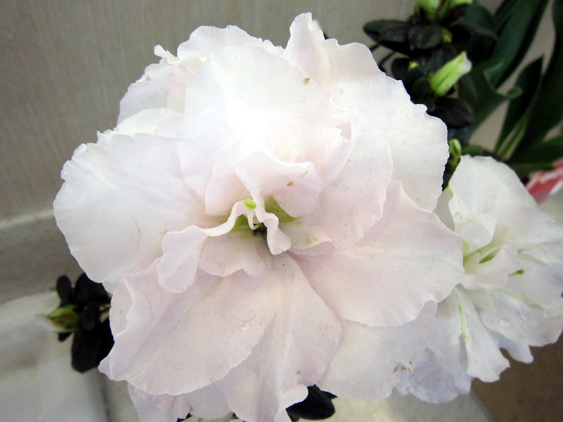 アザレア Rhododendron Simsii かぎけん花図鑑