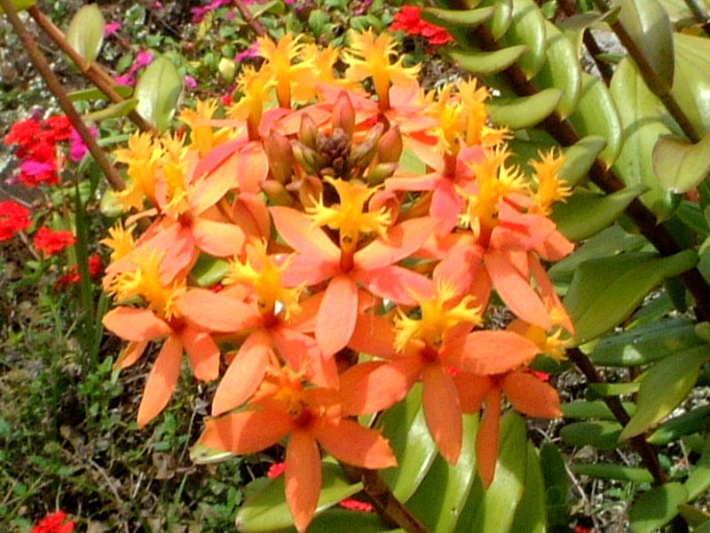 Orange flowers bloom in August