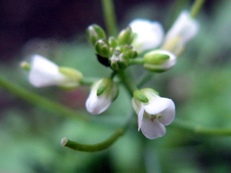 Japanese bittercress