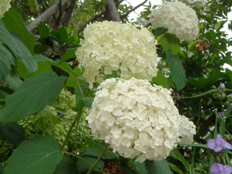 西洋紫陽花 アナベル（学名：Hydrangea arborescens 'Annabelle'）