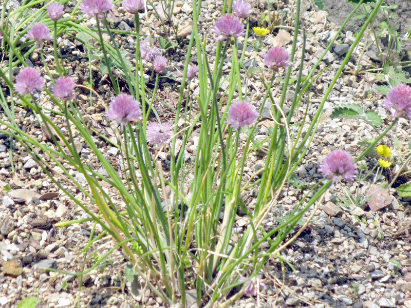シロウマアサツキ Allium Schoenoprasum Var Orientale かぎけん花図鑑