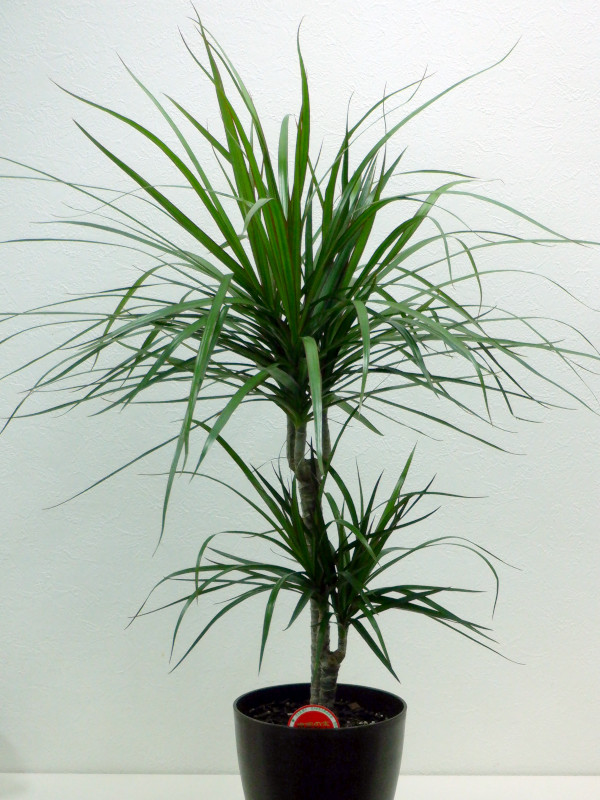 ベニフクリンセンネンボク | Dracaena marginata | かぎけん花図鑑