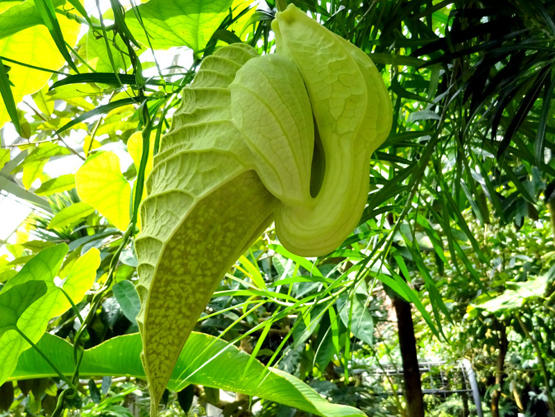 Aristolochia grandiflora