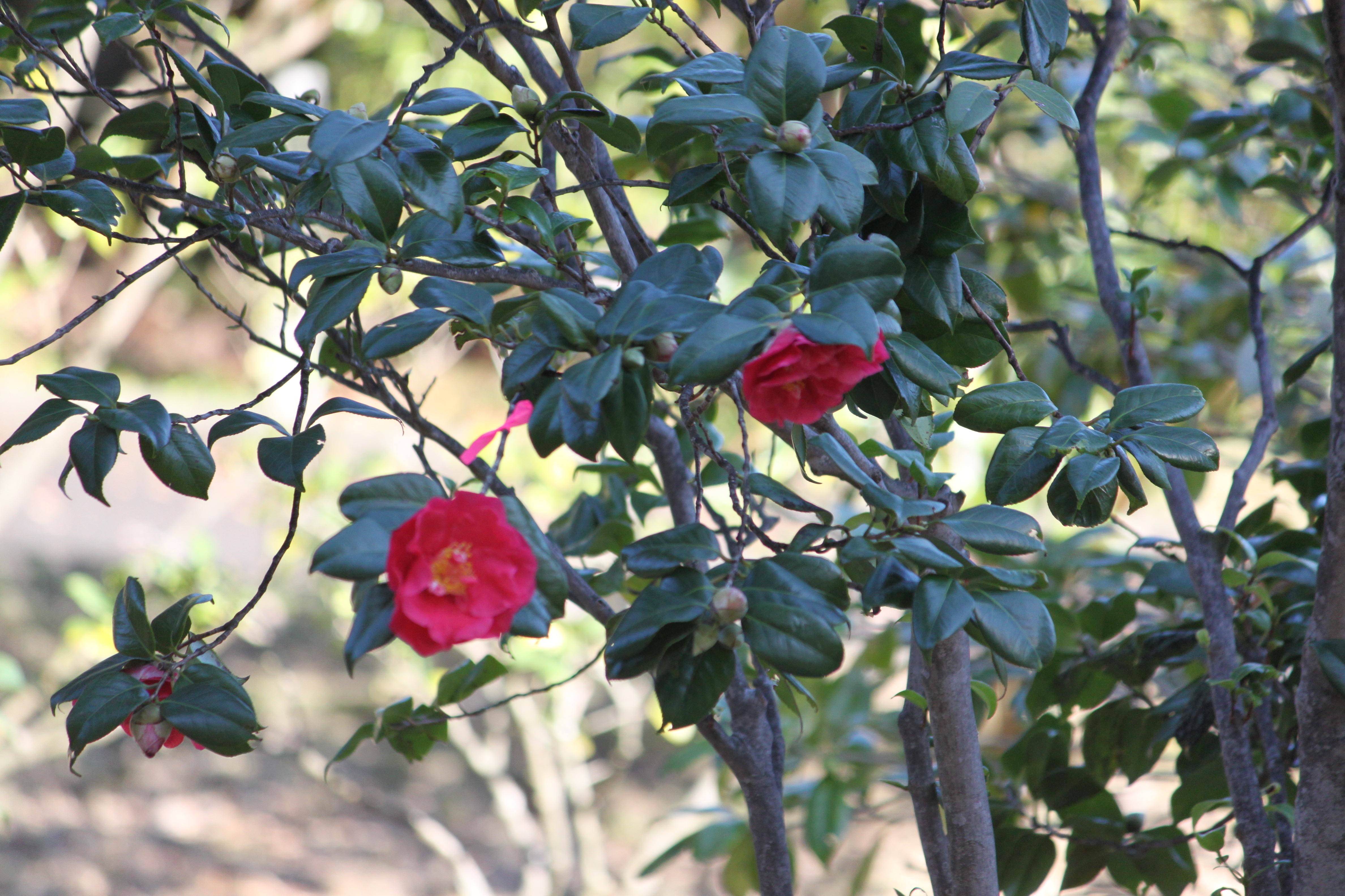 Camellia japonica 'Okesa-bayashi'