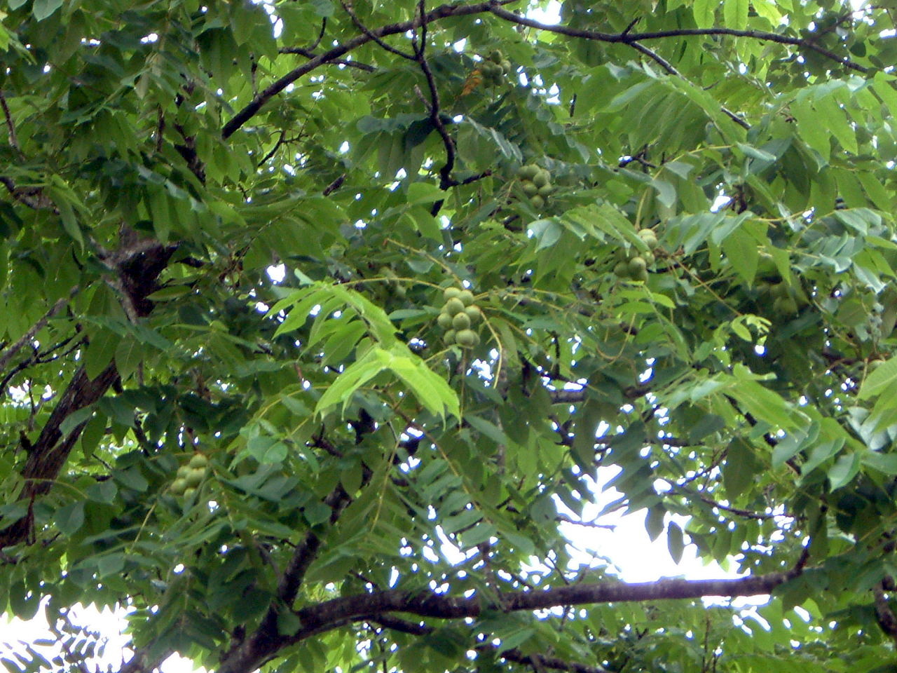 オニグルミ Juglans Mandshurica Var Sachalinensis かぎけん花図鑑