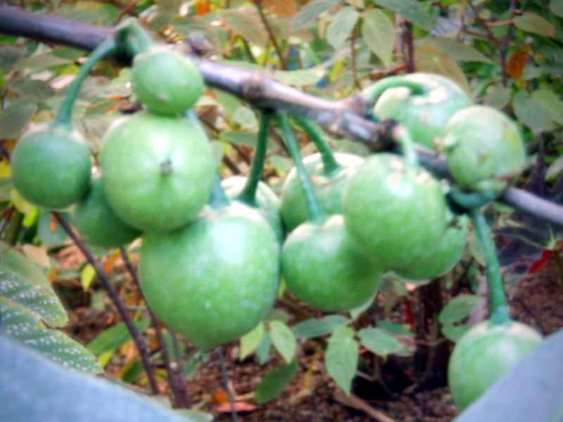 Garcinia xanthochymus