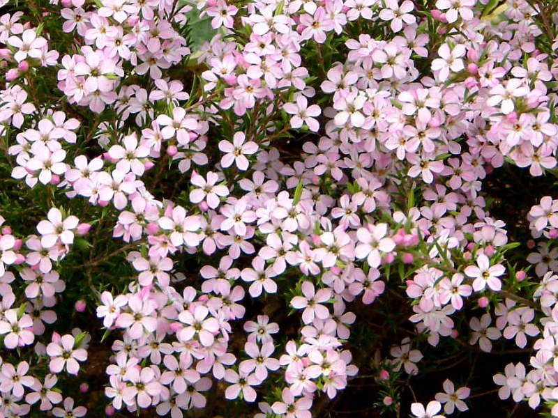 Coleonema pulchrum ’pink fountain’