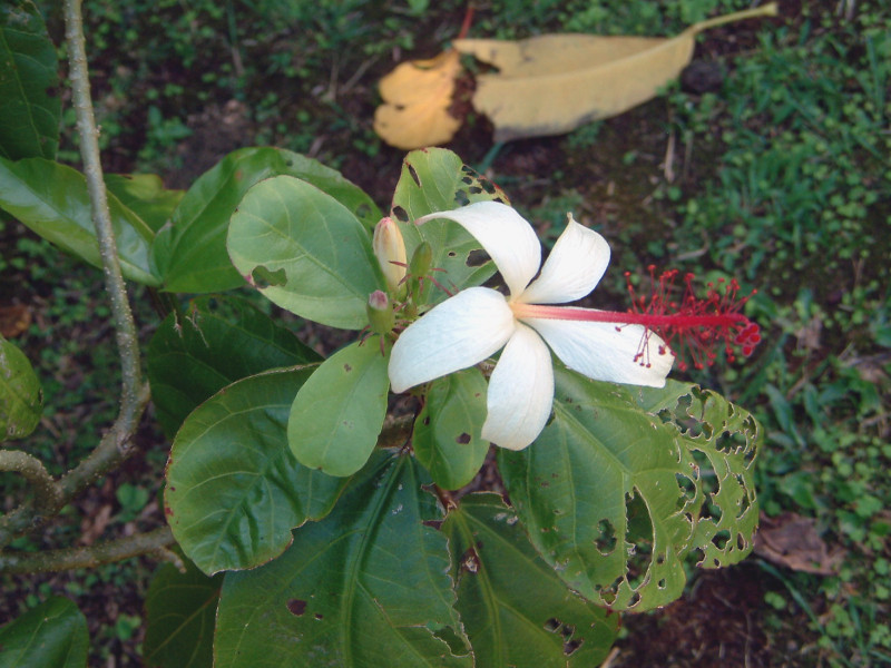 Hibiscus arnottianus