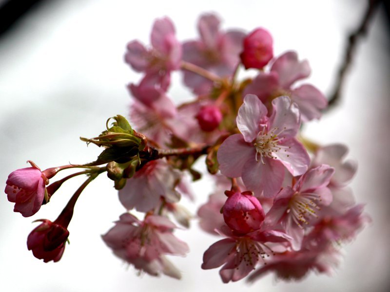 サクラ 桜 さくら 桜花 Sakura かぎけん花図鑑