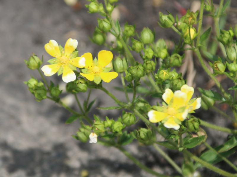 Potentilla anemonifolia