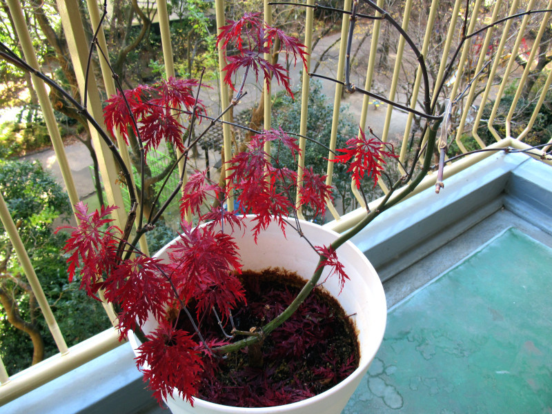 モミジ ベニシダレ Acer Palmatum Var Matsumurae Cv Ornatum かぎけん花図鑑