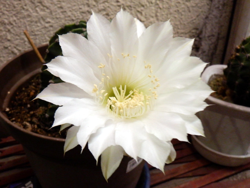 夕方から咲く花 夜行性の花 夜に香る花 かぎけん花図鑑