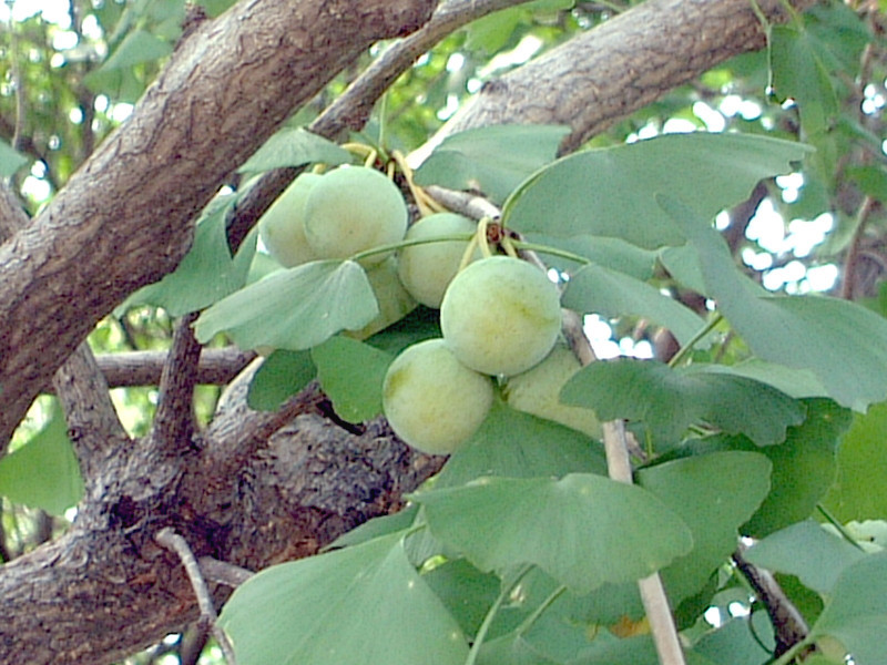 イチョウ Ginkgo Biloba かぎけん花図鑑