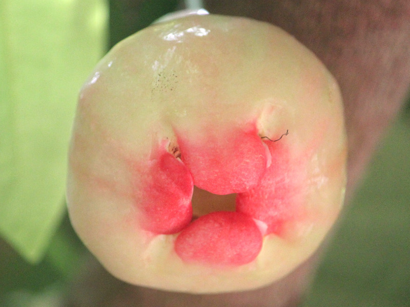 Wax apple