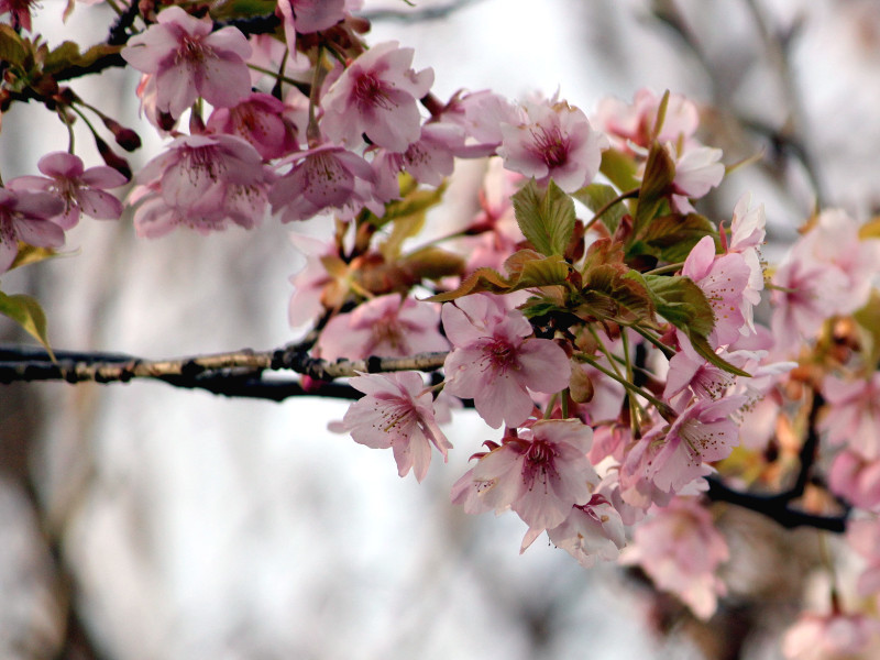 河津桜 | Prunus lannesiana 'kawazu-zakura' | かぎけん花図鑑