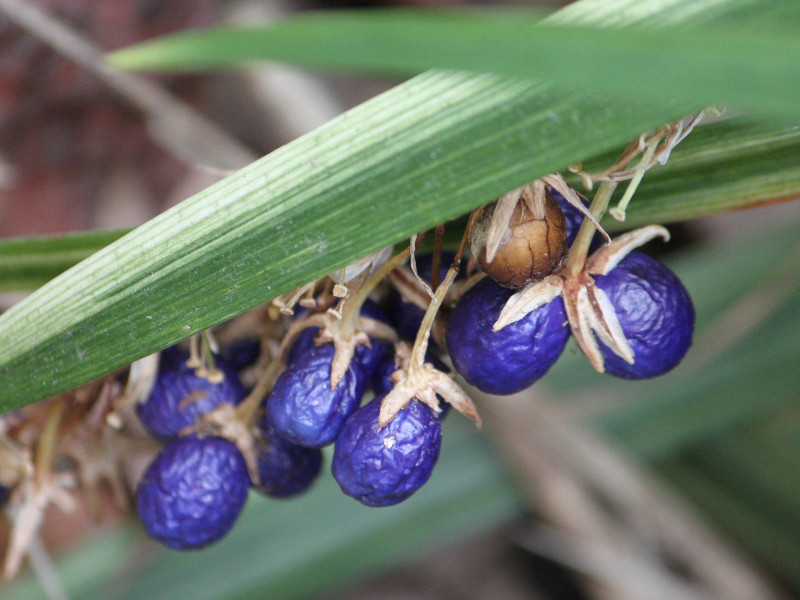 Ophiopogon jaburan