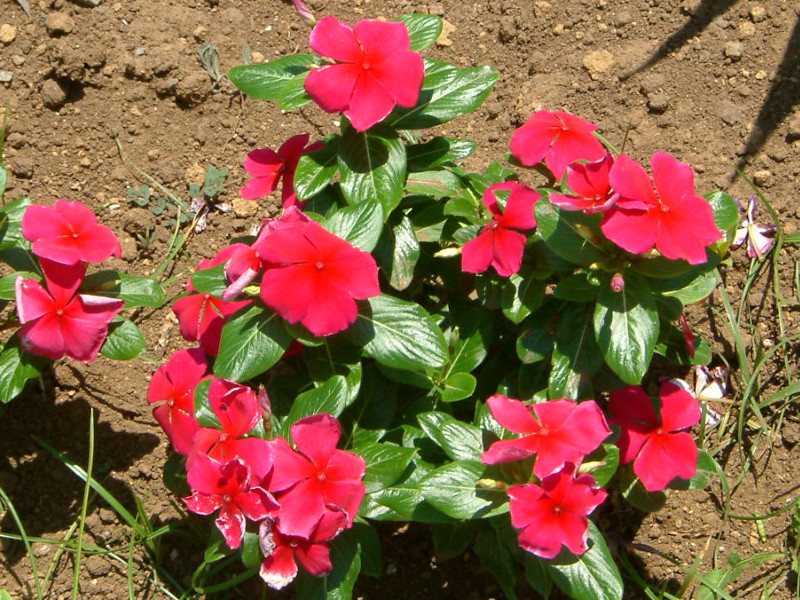 Catharanthus roseus