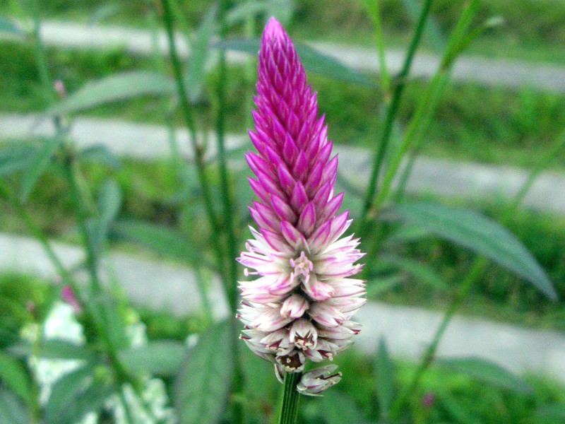 野鸡冠花