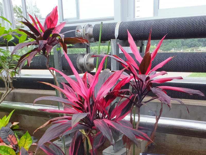 Cordyline fruticosa  ‘Aichiaka’