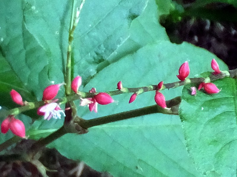 Polygonum filiforme