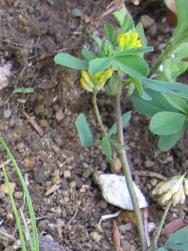 Trifolium dubium