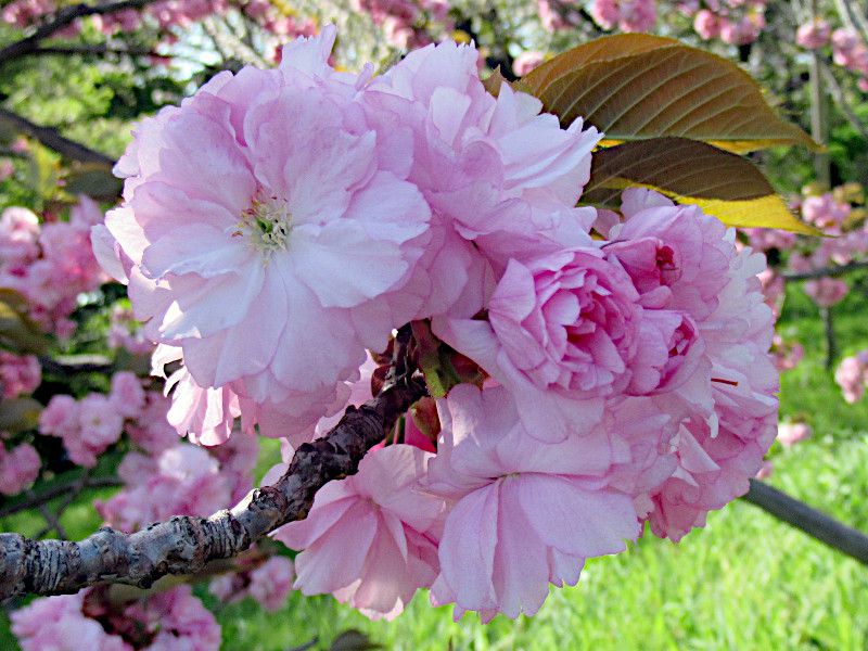 Prunus 'Kanzan'