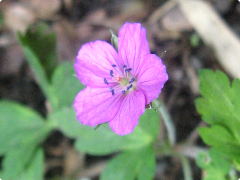 ゲンノショウコ Geranium Thunbergii かぎけん花図鑑