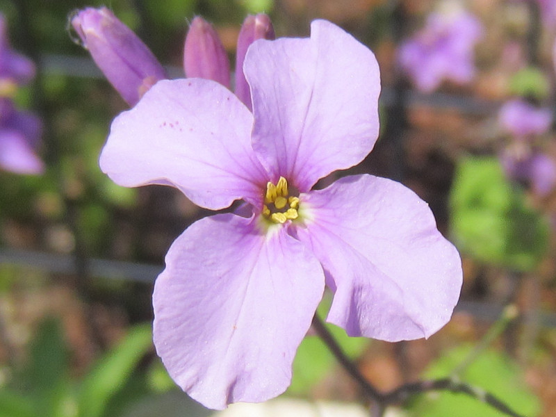 ムラサキハナナ Orychophragmus Violaceus かぎけん花図鑑