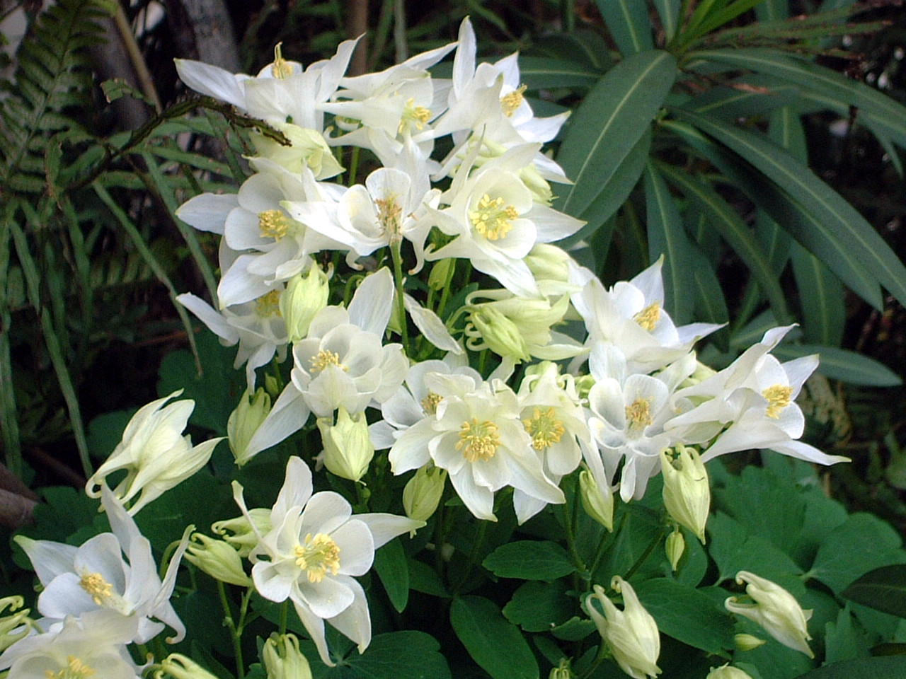 Aquilegia