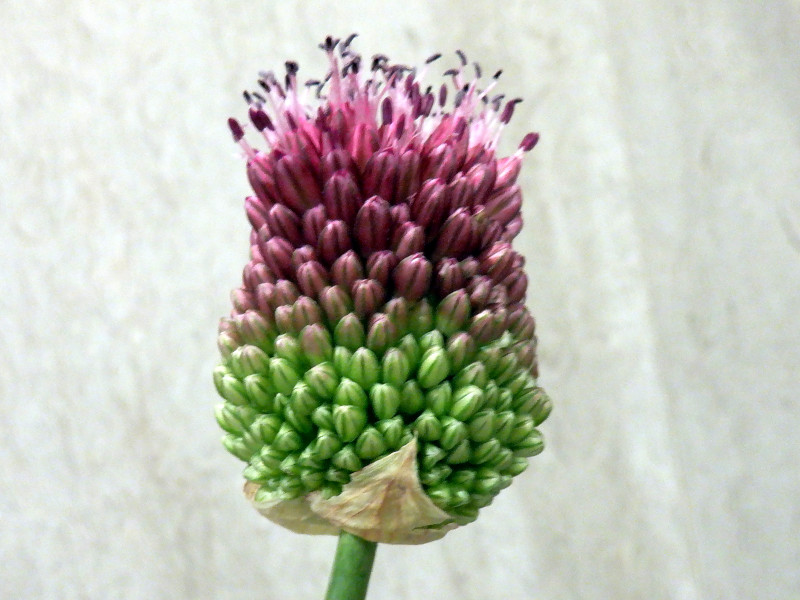 Allium Giganteum