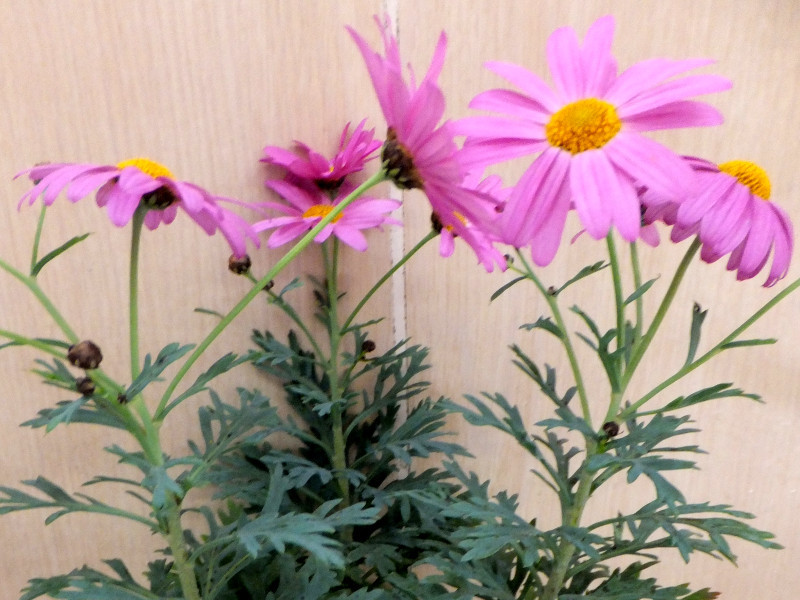 マーガレット・ラブリーフレンド | Argyranthemum frutescens 'lovely