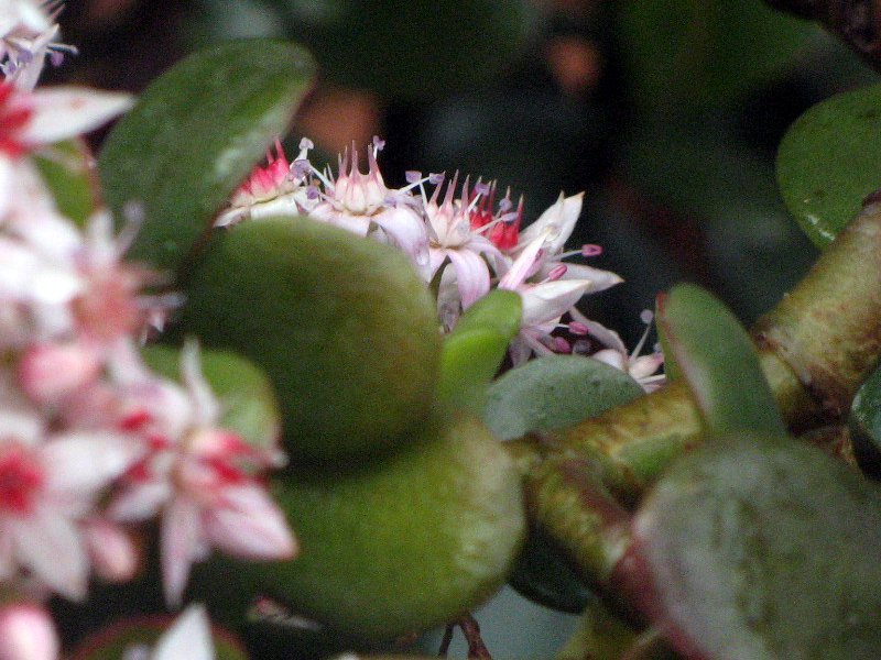 Crassula ovata