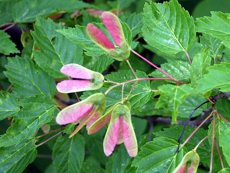 会津茶条槭