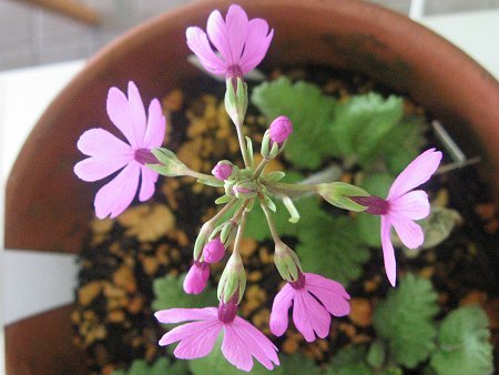 Primula sieboldii