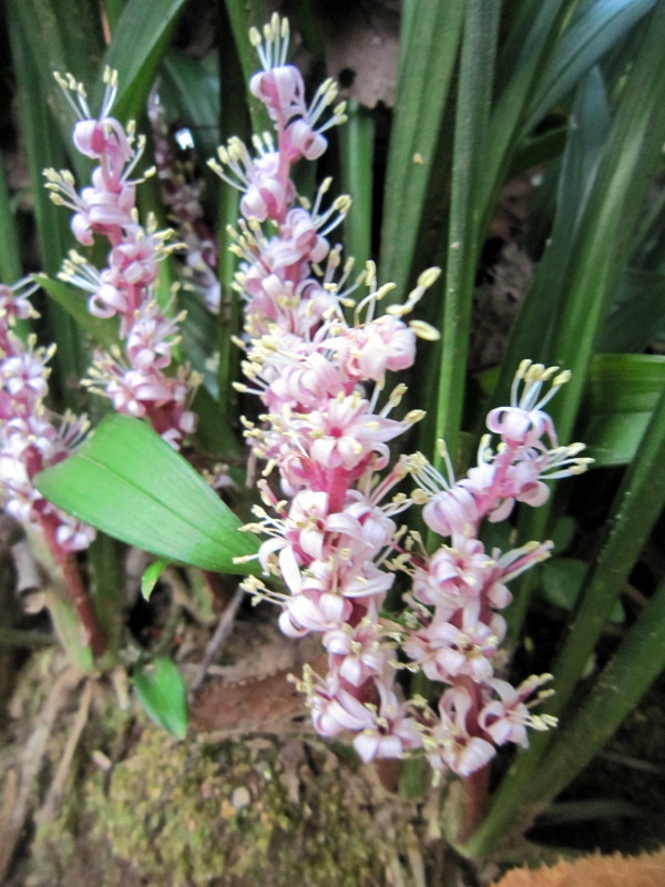 キチジョウソウ Reineckea Carnea かぎけん花図鑑