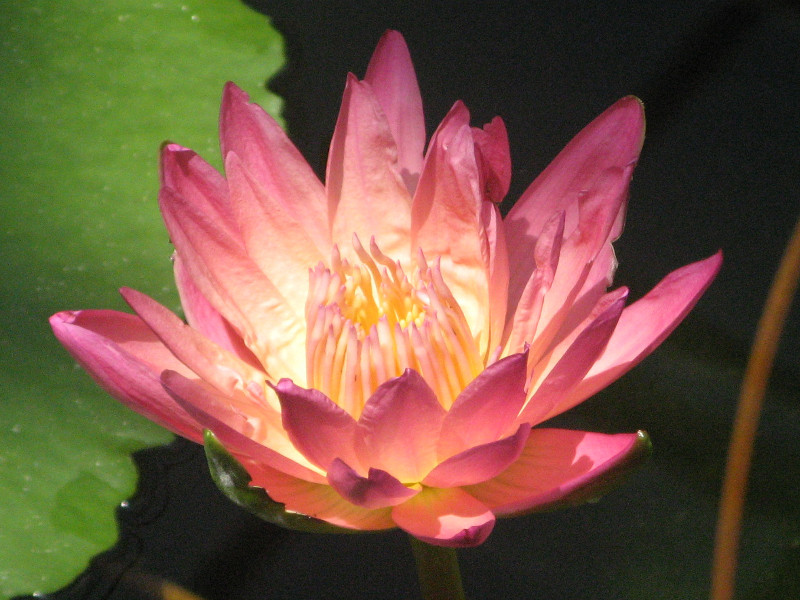 Water lily