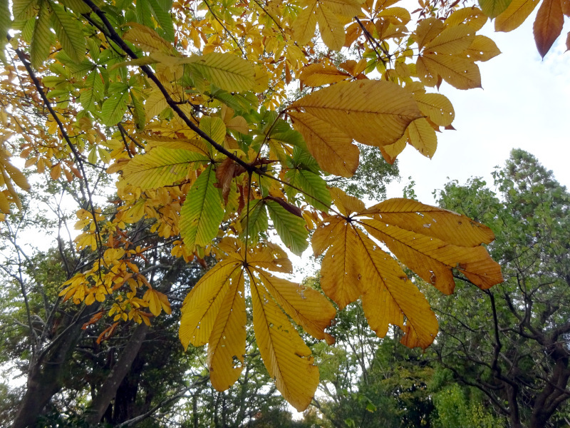 Aesculus turbinata