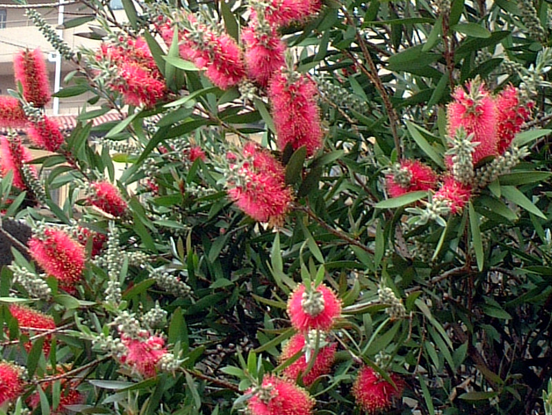 ブラシノキ Callistemon Speciosus かぎけん花図鑑