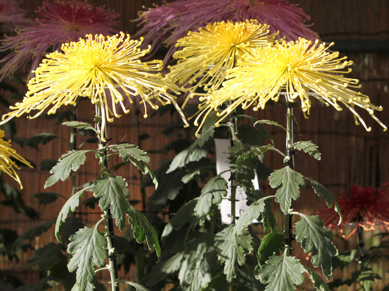 彩胡の時雨 菊>大菊>管物