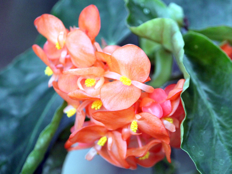 Begonia cv. Mikan