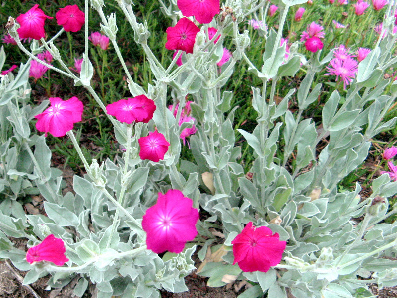 スイセンノウ Lychnis Coronaria かぎけん花図鑑