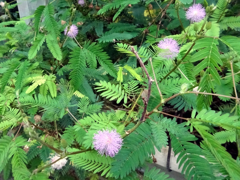 Mimosa pudica