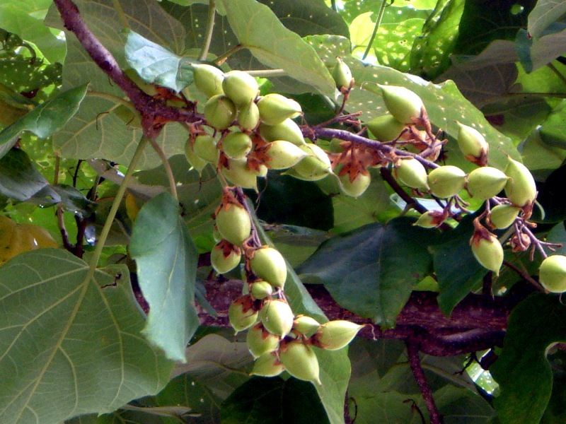 Paulownia tomentosa