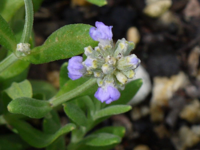 L. angustifolia