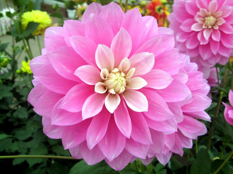 Dahlia