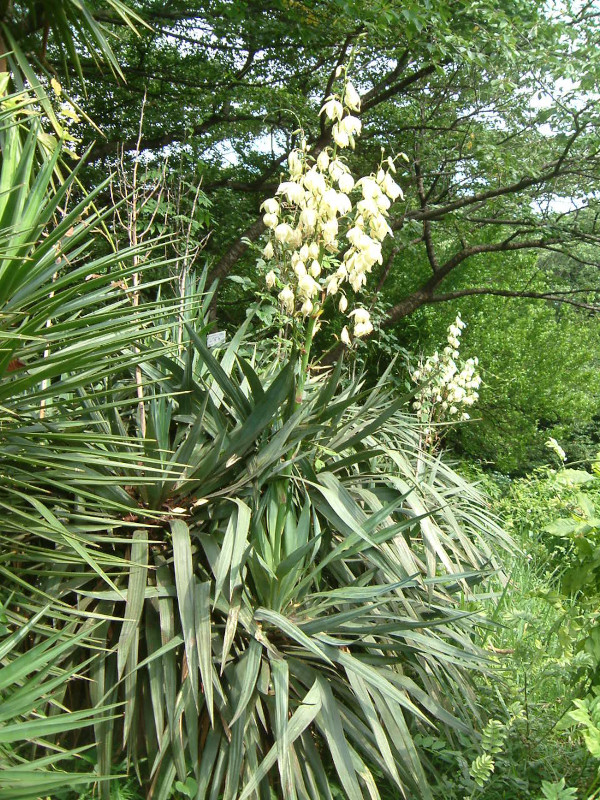 Yucca recurvifolia