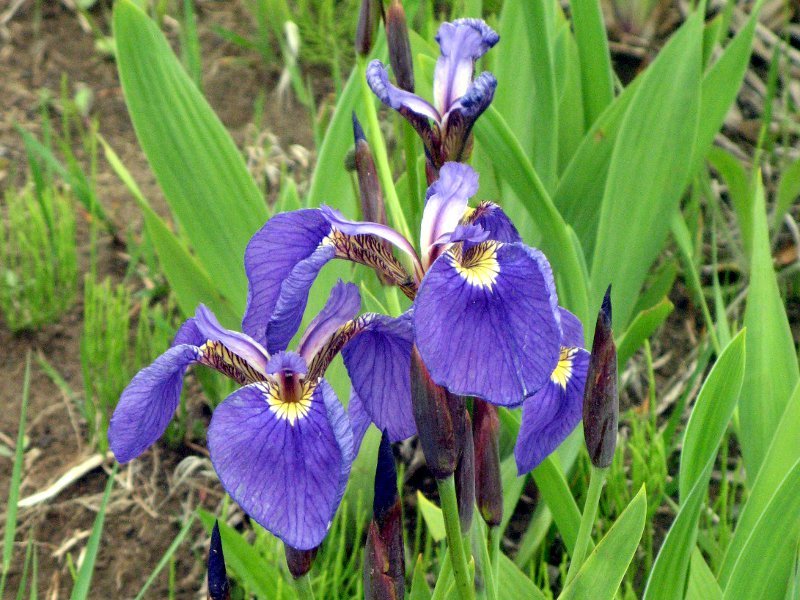 Arctic Iris