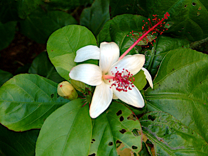Hibiscus arnottianus